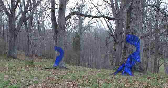 Aviva Rahmani - Blued Trees Project Aviva Rahmani - Blued Trees Project